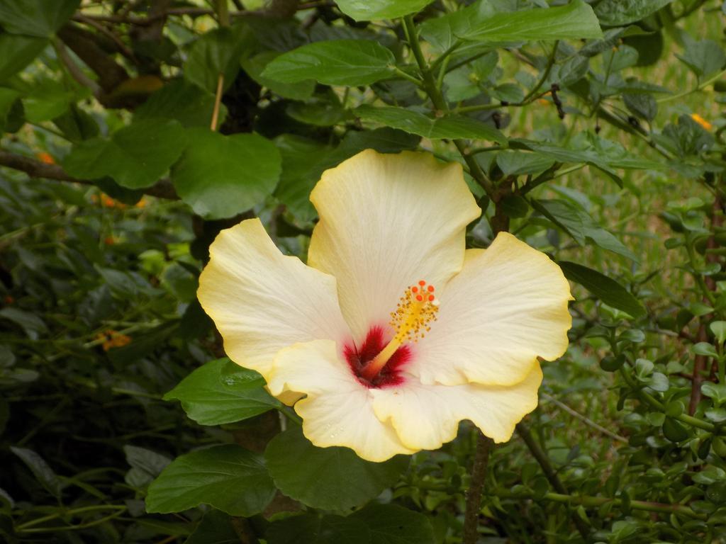 Asparano โอญินา ภายนอก รูปภาพ